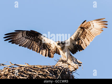 Fischadler mit Stöcken, Landung auf Nest, Pandion Haliaetus, Sea Hawk, Fischadler, Fluss Hawk, Hawk Fisch, raptor Stockfoto