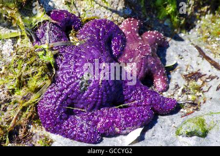 Zwei lila Seestern am Sandstrand umgeben von Algen auf Cortes Island, British Columbia, Kanada Stockfoto