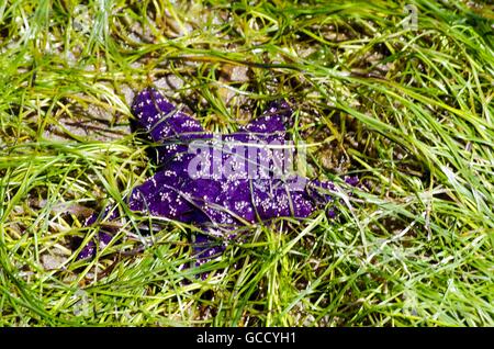 Lila Seestern unter Seegras auf Cortes Island, British Columbia, Kanada Stockfoto