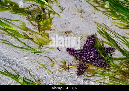 Lila Seestern auf Sand unter Seegras Seetang. Cortes Island, British Columbia, Kanada Stockfoto