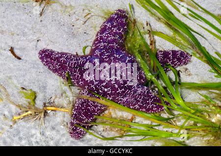 Lila Seestern hautnah auf Sand umgeben von Seegras auf Cortes Island, British Columbia, Kanada Stockfoto