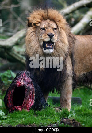 Löwe-Nummern Stockfoto