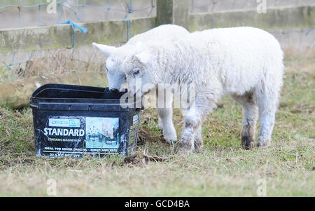 Zwei Lämmer genießen das mildere Wetter in Millington Weiden, East Yorkshire. Stockfoto