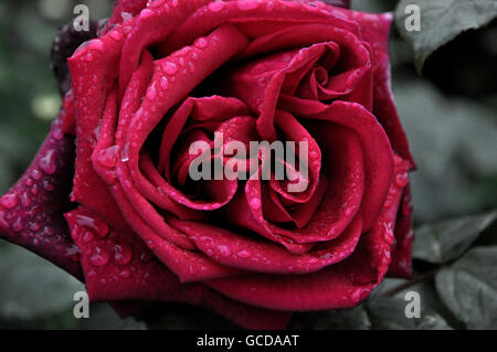 rote rose Bucht von dublin Stockfoto