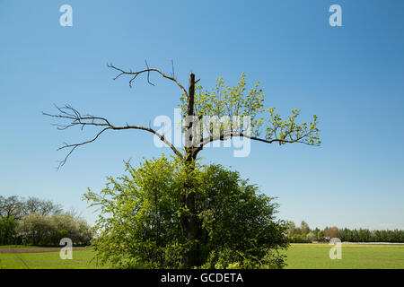 Landschaft in der Gegend um Bramki, einem Dorf in der administrativen Bezirk Gmina Błonie in Warschau West County, Polen Stockfoto