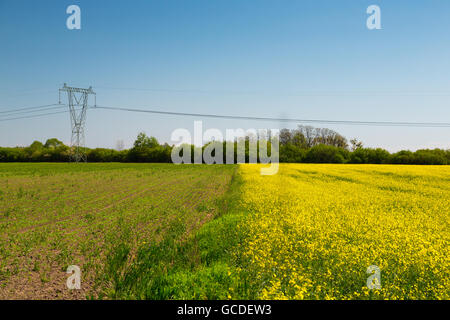 Landschaft in der Gegend um Bramki, einem Dorf in der administrativen Bezirk Gmina Błonie in Warschau West County, Polen Stockfoto