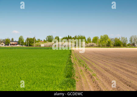 Landschaft in der Gegend um Bramki, einem Dorf in der administrativen Bezirk Gmina Błonie in Warschau West County, Polen Stockfoto