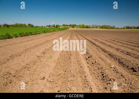 Landschaft in der Gegend um Bramki, einem Dorf in der administrativen Bezirk Gmina Błonie in Warschau West County, Polen Stockfoto