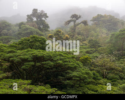 Monteverde Nebelwald Reservat in Costa Rica Stockfoto