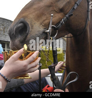 Cheltenham Gold Cup 2010 Gewinner Imperial Commander schnüffelt den Pokal als Massen für die Siegesparade vor dem Hollow Bottom Pub in Guiting Power, in der Nähe von Cheltenham versammeln. Stockfoto