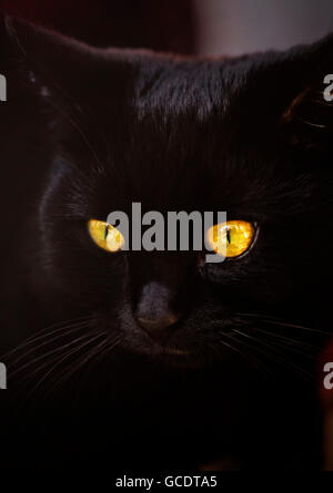 Schwarze Katze mit gelben Augen Stockfoto