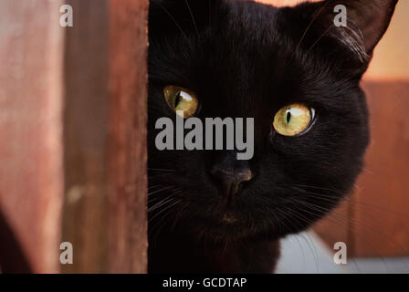 Schwarze Katze mit gelben Augen Stockfoto