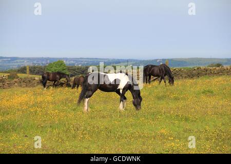 Vergessen Sie die Ansicht, wir sind hier für den Rasen! Stockfoto