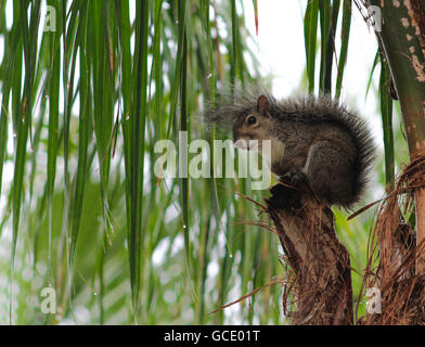 Eichhörnchen Sie auf einer Palme an einem regnerischen Tag. Stockfoto