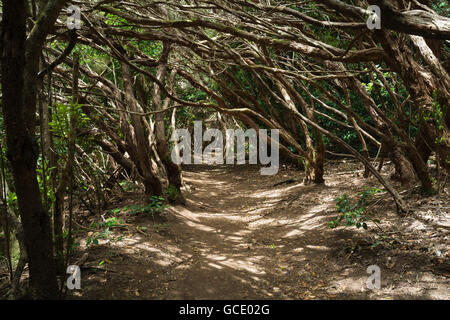 Weg durch Wald Tunnel von einheimischen Baumes Heidekraut in Monteverde Wald in der Nähe von Cruz del Carmen, Anaga, Norden von Teneriffa Stockfoto