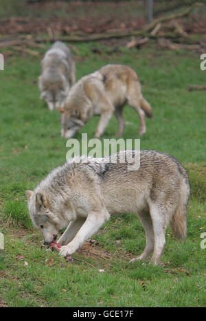 Wild Wild Whipsnade Ausstellung Stockfoto