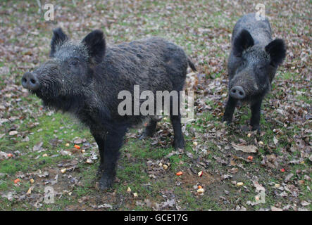 Wildschweine haben sich dem ZSL Whipsnade Zoo als Teil der brandneuen Ausstellung Wild Wild Whipsnade angeschlossen, die am Karfreitag im Bedfordshire Zoo eröffnet wird und Tiere zeigt, die früher in England umherstreifend waren, wie Elche, Luchse, Vielfraß, Bären, Wildschweine und Wölfe. Stockfoto