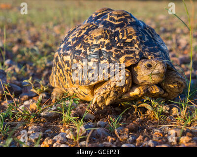 Pantherschildkröte (Geochelone Pardalis), Ongaya Game Reserve, Outja, Namibia Stockfoto