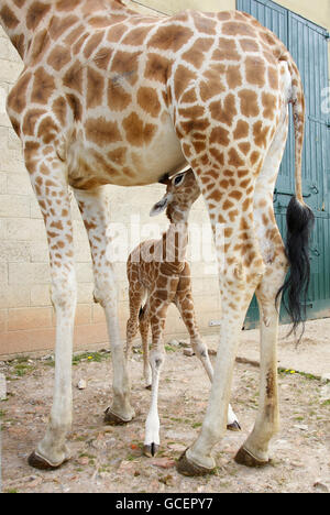 NSIA, eine neun Tage alte Rothschild-Giraffe, ernährt sich von ihrer Mutter in Marwell Wildlife in der Nähe von Winchester, Hampshire. Ihr Name bedeutet „das sechste Kind“ in Akan, einer Sprache, die in Ghana, Westafrika, gesprochen wird. Stockfoto