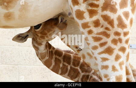 Rothschild-Giraffen-baby Stockfoto
