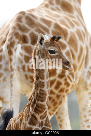 NSIA, eine neun Tage alte Rothschild Giraffe in Marwell Wildlife in der Nähe von Winchester, Hampshire. Stockfoto