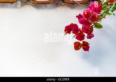 Rot und orange Hochblätter von Bougainvillea glabra Stockfoto