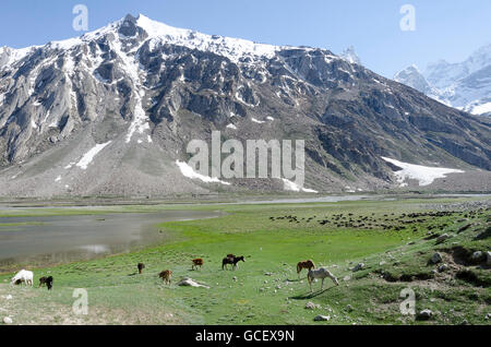 Tiere weiden auf hohe Weide, Suru-Tal, Ladakh, Jammu und Kaschmir, Indien Stockfoto