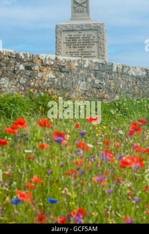 Mohn wird von den Bienen in Cornwall bestäubt Stockfoto