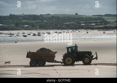 Ein Hund jagt einen Traktor bei Ebbe in Padstow, Cornwall Stockfoto