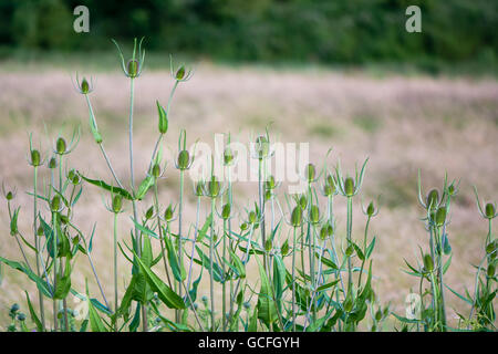 Karde (Dipsacus Fullonum) Pflanzen. Stachelige Blütenköpfe auf hohen Pflanzen in Familie Dipsaceae, Stand über der umgebenden vegetation Stockfoto