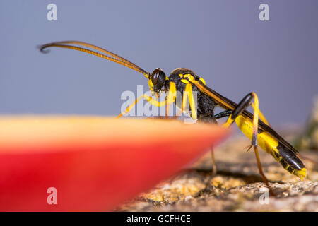 Amblyteles Armatorius Ichneumon Wasp. Gelbe und schwarze Schlupfwespe in der Familie Ichneumonidae auf apple Stockfoto