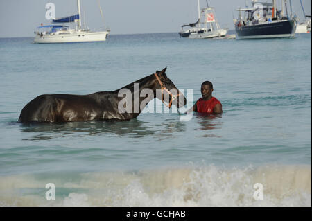 Ein Bräutigam aus dem Barbados Turf Club, mit einem Vollblut-Rennpferd im Meer in der Nähe der Garrison Savannah Rennbahn, zwei Meilen außerhalb der Hauptstadt Bridgetown. Stockfoto