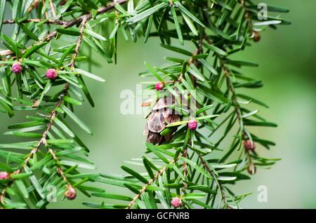 Westliche Hemlocktanne Ast mit Tannenzapfen. Comox Valley, British Columbia, Kanada Stockfoto