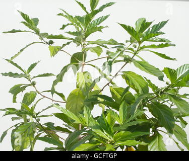 Noni-Baum mit Früchten, eine beliebte pflanzliche Saft für viele gesundheitliche Vorteile Stockfoto