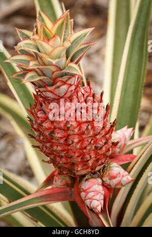 Zwerg, bunte Ananas Pflanze mit Früchten Stockfoto