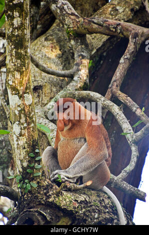 Nasenaffe (Nasalis Larvatus), Bako Nationalpark, Sarawak, Borneo, Malaysia Stockfoto