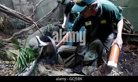 Richard Gibson Kurator für untere Wirbeltiere und Wirbellose mit Bali der Python. Die 22 m lange Schlange macht einen Gesundheitscheck im Chester Zoo. DRÜCKEN SIE VERBANDSFOTO. Bilddatum: Freitag, 11. Juni 2010. Bildnachweis sollte lauten: Peter Byrne/PA Wire Stockfoto