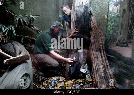 Richard Gibson (links) Kurator für untere Wirbeltiere und Wirbellose mit Bali der Python. Die 22 m lange Schlange macht einen Gesundheitscheck im Chester Zoo. Stockfoto