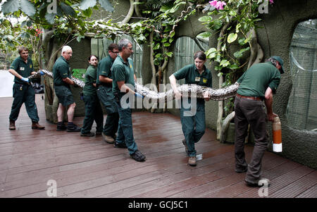 Tierkontrollen im Chester Zoo. Chester Zoo Mitarbeiter tragen Bali die Python. Die 22 m lange Schlange macht einen Gesundheitscheck im Chester Zoo. Stockfoto