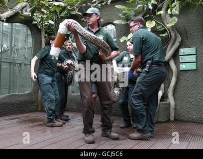 Tier überprüft im Zoo von Chester Stockfoto