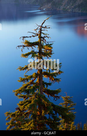 Berg-Hemlocktanne gegen Kratersee Crater Lake Nationalpark, Oregon Stockfoto