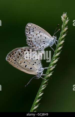 Blasse Grass blau; Pseudozizeeria Maha; Schmetterlinge auf dem Rasen Paarung; Fung Yuen butterfly Reserve; Hong Kong Stockfoto