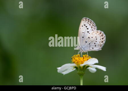 Blasse Grass blau; Pseudozizeeria Maha; Schmetterling auf weißen und gelben Blümchen; Hong Kong Stockfoto