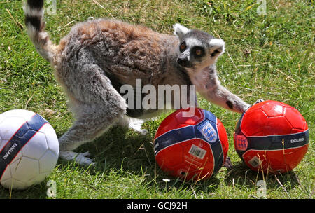 Tiere im Whipsnade Zoo. Im Whipsnade Zoo in Bedfordshire spielt ein Ringschwanz-Lemur mit honigbeschichteten England-Fußbällen. Stockfoto