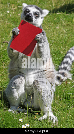 Ein Ringschwanz-Lemur hält eine honigbeschichtete rote Karte im Whipsnade Zoo in Bedfordshire hoch. Stockfoto
