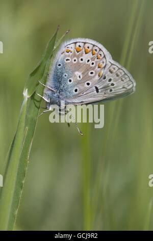 Gemeinsamen blau; Polyommatus Icarus; Erwachsenen Schmetterling thront auf dem Rasen; Somerset; UK Stockfoto