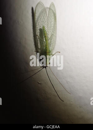 Nahaufnahme von einer gemeinsamen grünen Florfliege (Chrysoperla Carnea) Wandmontage bemaltem Gips, mit Schatten vom Blitz der Kamera Stockfoto