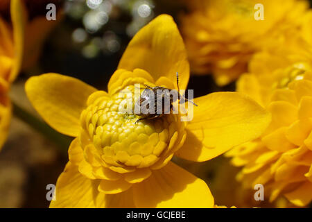 Nahaufnahme des abwechslungsreichen Teppich Käfer (Anthrenus im) auf einer doppelten Marsh Marigold (Caltha Palustris Plena) Blume in der Sonne Stockfoto