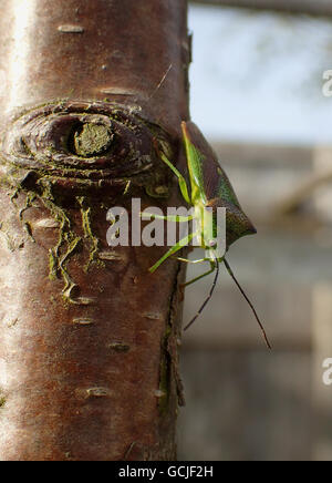 Weißdorn Schild Bug (Acanthosoma Haemorrhoidale) Fütterung auf den Stamm eines Baumes junge Birke (Betula Pendel) Stockfoto