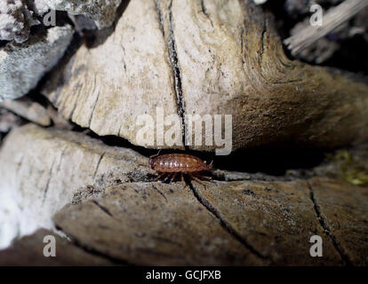 Makroaufnahme einer braunen gemeinsame Assel (Oniscus Asellus) auf ein Apple-Baum-Protokoll, Seitenansicht Stockfoto